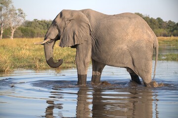 Obraz premium Elephant in wild savanna, Animal of africa