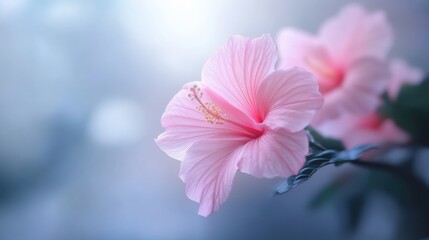 Pink hibiscus flower in soft light