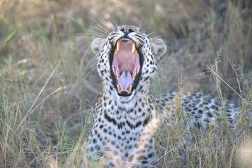 Leopard in wild savanna, Animal of africa