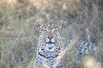 Leopard in wild savanna, Animal of africa