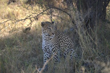 Leopard in wild savanna, Animal of africa