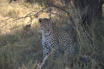 Leopard in wild savanna, Animal of africa