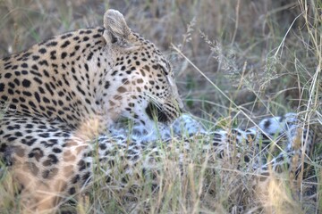 Leopard in wild savanna, Animal of africa