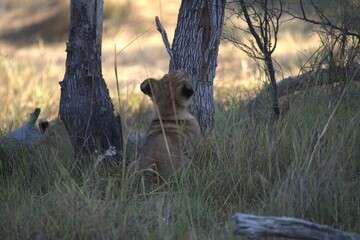 Lions cubs in wild savanna , Animal of africa