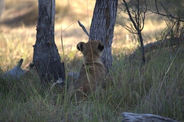 Lions cubs in wild savanna , Animal of africa