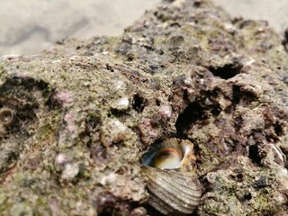 shell on the rocks
