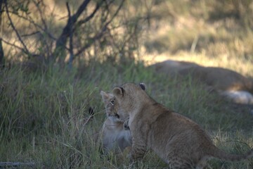 Lions cubs in wild savanna , Animal of africa