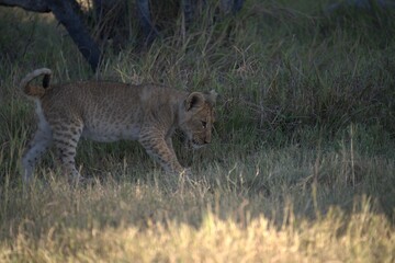 Lions cubs in wild savanna , Animal of africa