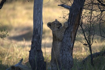 Lions cubs in wild savanna , Animal of africa