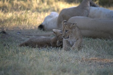 Lions cubs in wild savanna , Animal of africa