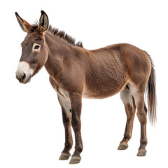 Fototapeta premium Brown donkey standing in side view, ears upright, short mane, calm expression, cut out and isolated on a transparent background