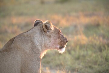 lion, cat, animal, wildlife, wild, predator, lioness, lynx, mammal, feline, carnivore, nature, cub, bobcat, fur, safari, wildcat, baby, savannah, hunter,Animal of africa 