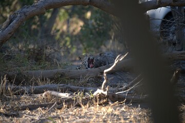 Leopard in wild savanna , Animal of africa