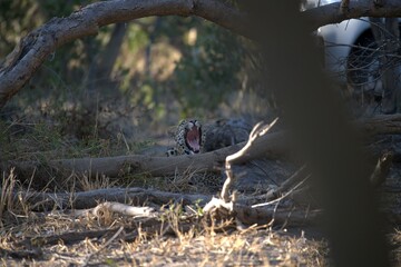 Leopard in wild savanna , Animal of africa