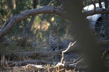 Leopard in wild savanna , Animal of africa