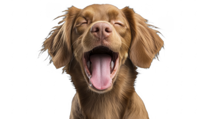 Close-up portrait of a reddish brown dog with eyes closed, yawning widely, exposing tongue and teeth, isolated on a transparent background, PNG image, PNG file.