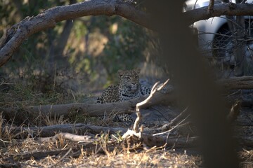 Leopard in wild savanna , Animal of africa