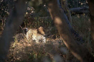 Leopard in wild savanna , Animal of africa