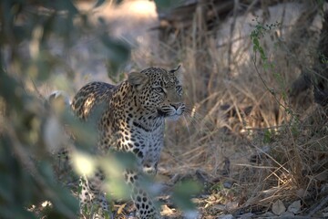 Leopard in wild savanna , Animal of africa