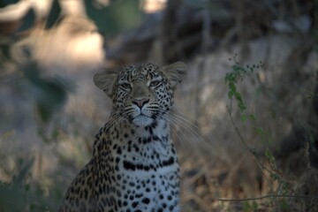 Leopard in wild savanna , Animal of africa