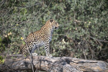 Leopard in wild savanna , Animal of africa