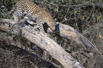 Leopard in wild savanna , Animal of africa