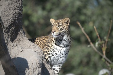 Leopard in wild savanna , Animal of africa