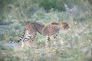Leopard in wild savanna , Animal of africa