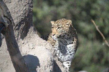 Leopard in wild savanna , Animal of africa