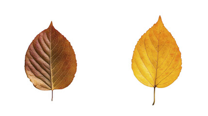 Detailed autumn foliage showcasing venation, shape, and vibrant coloration of two separate leaves, minimal composition on a transparent background, PNG image, PNG file.