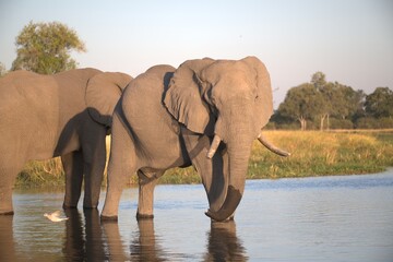 Naklejka premium Elephant in wild savanna , Animal of africa