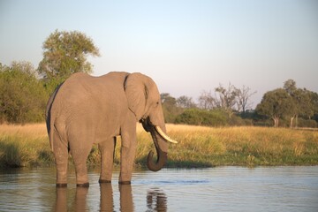 Elephant in wild savanna , Animal of africa