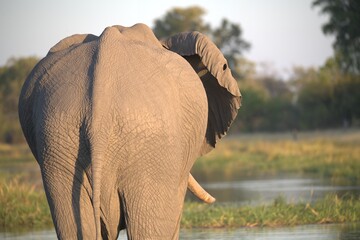 Elephant in wild savanna , Animal of africa