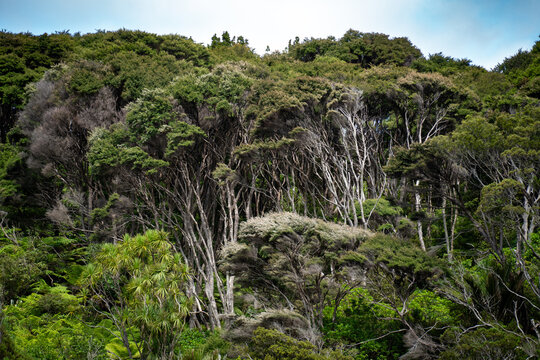 View of New Zealand kauri forest in Scenic Dr., Titirangi, Auckland