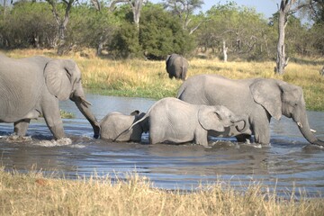 Obraz premium Elephant in wild savanna , Animal of africa