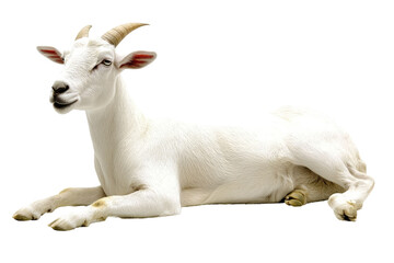 Fototapeta premium White goat resting