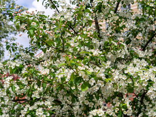 Spring natural background with blooming apple tree. White delicate flowers and green leaves are pressed tightly together on the tree branches.