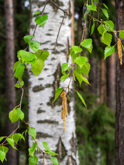 Birch branches with green leaves and catkins against the background of a tree trunk and forest....