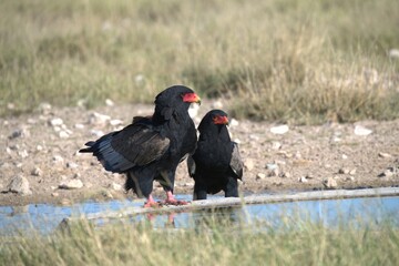 Bird in wild savanna , Animal of africa
