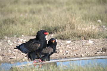 Bird in wild savanna , Animal of africa
