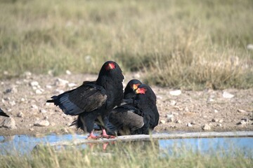 Bird in wild savanna , Animal of africa

