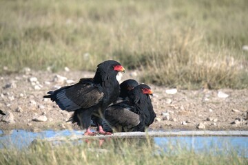 Bird in wild savanna , Animal of africa
