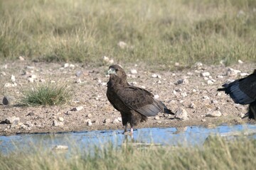 Bird in wild savanna , Animal of africa

