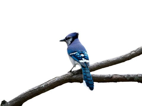 Blue Jay sitting on Branch of transparent background