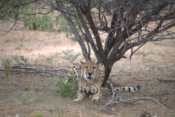 Cheetah in wild savanna , Animal of africa