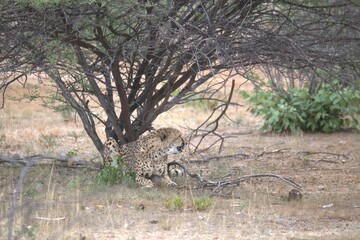 Cheetah in wild savanna , Animal of africa