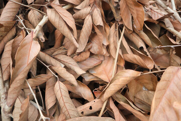 Dry leaves textured detail pattern seamless background wallpaper