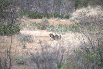 Cheetah in wild savanna , Animal of africa
