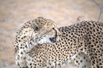 Cheetah in wild savanna , Animal of africa