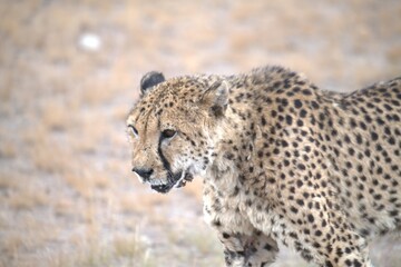 Cheetah in wild savanna , Animal of africa